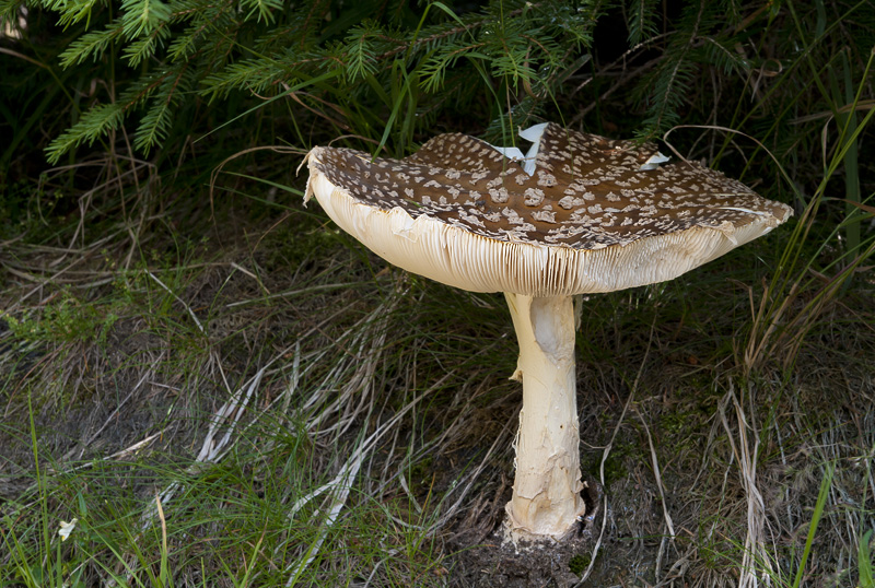 Amanita muscaria var. regalis